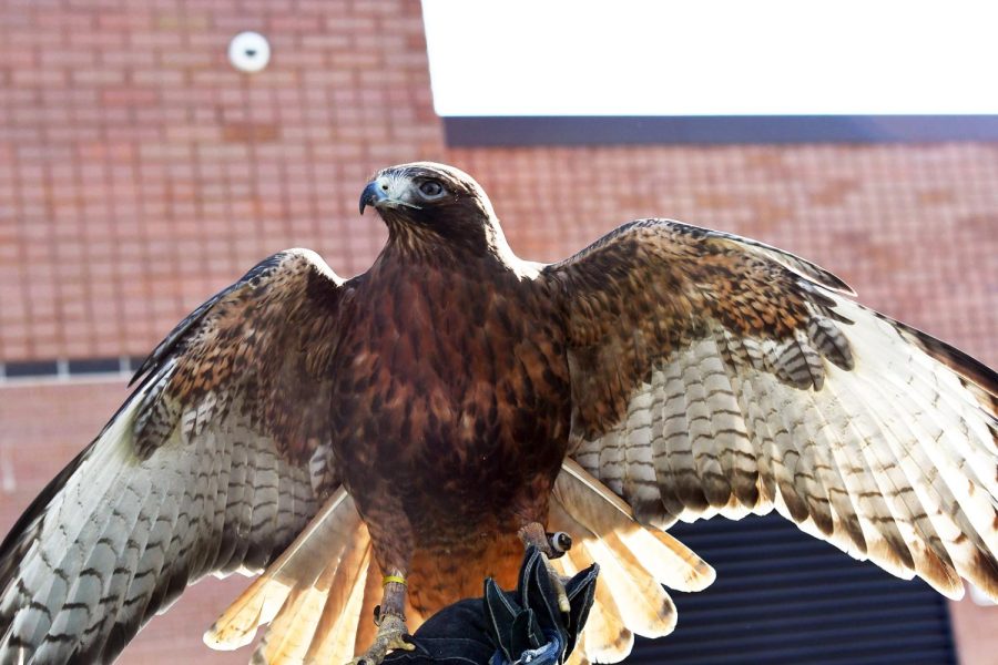 Hawks are found everywhere. They are super adaptable to every climate and location. According to teacher Krista Edward, they are survivors and they are thrivers.
 They are always there to help a family member of friend out. These qualities are found in this months Hawk Heroes. 