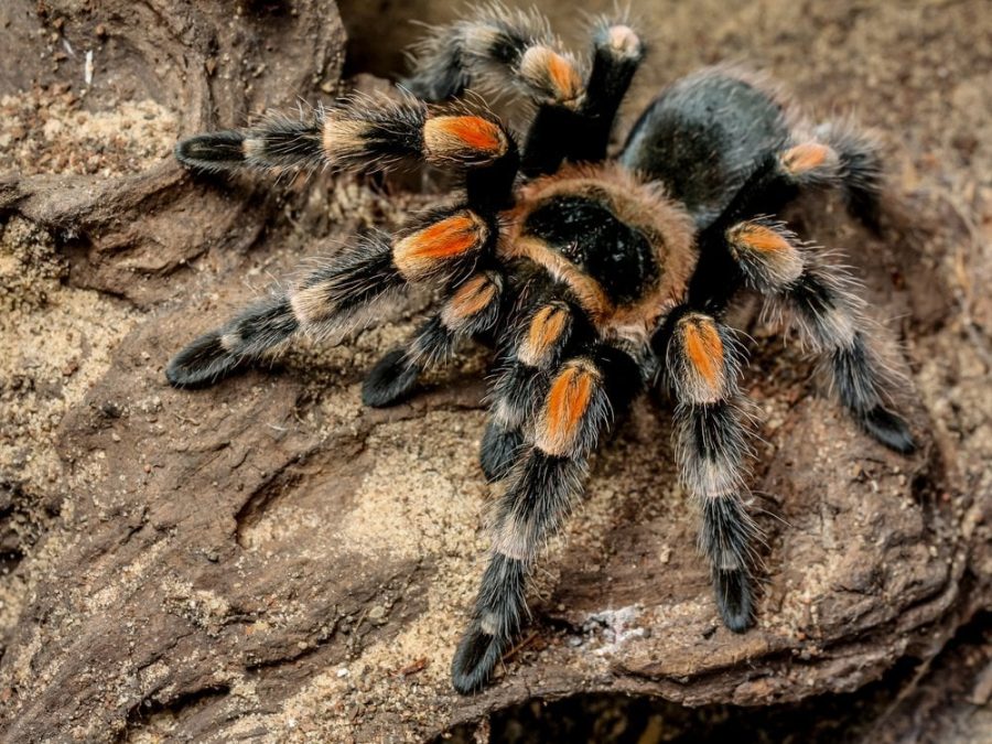 Spiders are students greatest fear based on a lunchtime poll. 27 percent of respondents agree.