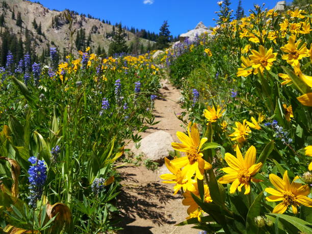 Summer wildflowers line the trail to lake Mary in Brighton, Utah