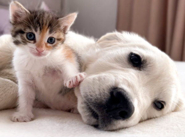 Alta’s Most Paw-pular Pet